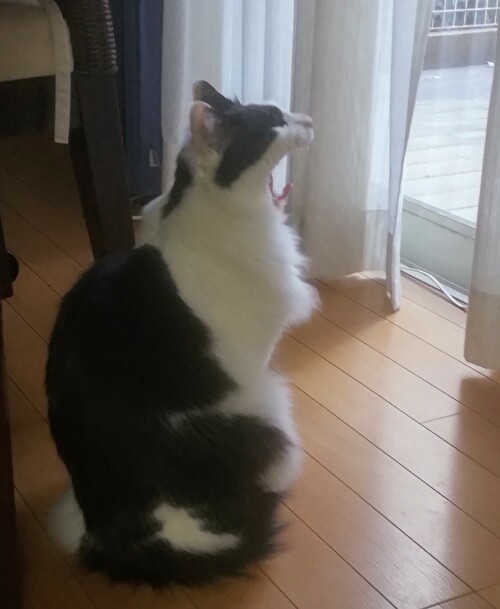 f:id:fukufukudo:20210126151717j:plain