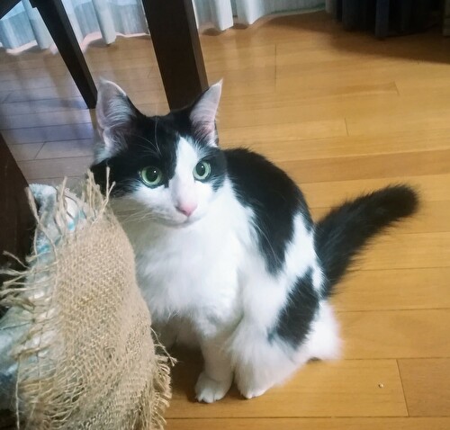 f:id:fukufukudo:20210126151743j:plain