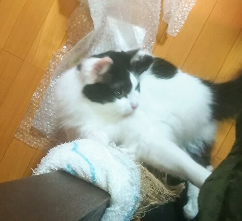f:id:fukufukudo:20210126151903j:plain