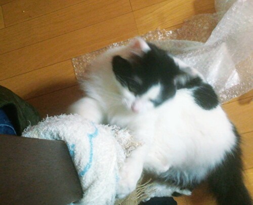 f:id:fukufukudo:20210126151928j:plain