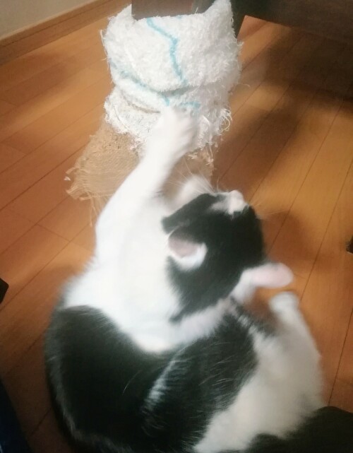 f:id:fukufukudo:20210128134943j:plain
