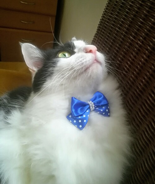 f:id:fukufukudo:20210129143615j:plain