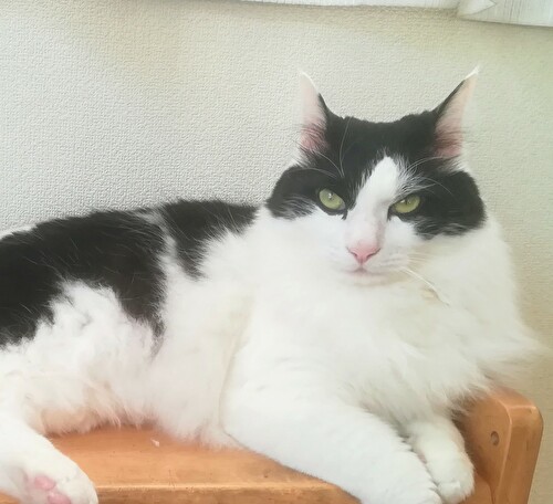 f:id:fukufukudo:20210130154919j:plain