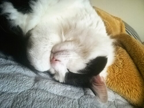 f:id:fukufukudo:20210130155039j:plain