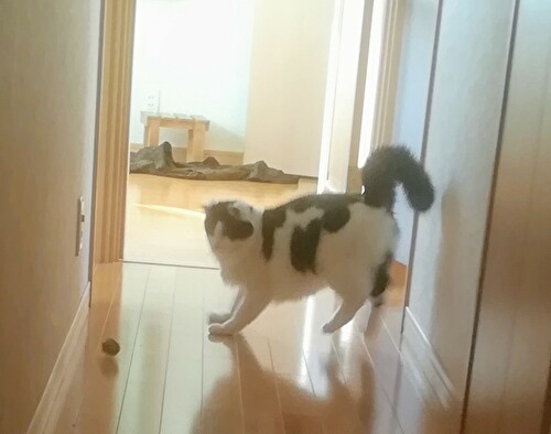 f:id:fukufukudo:20210130163742j:plain