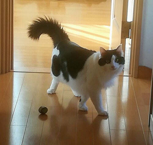 f:id:fukufukudo:20210130163759j:plain