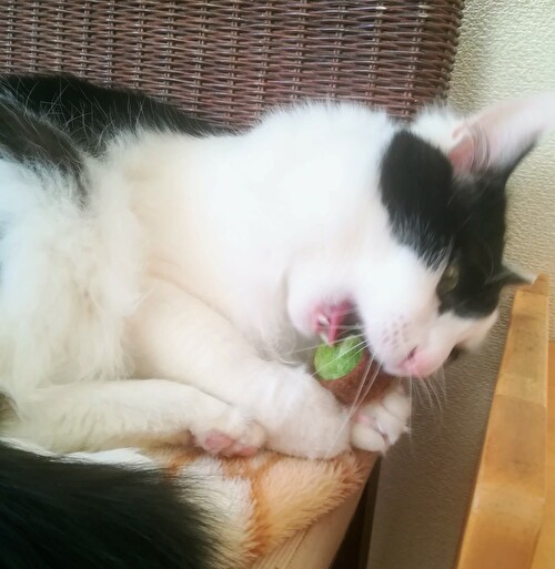f:id:fukufukudo:20210130163834j:plain