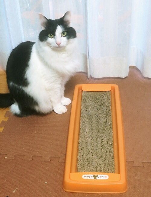 f:id:fukufukudo:20210131145652j:plain