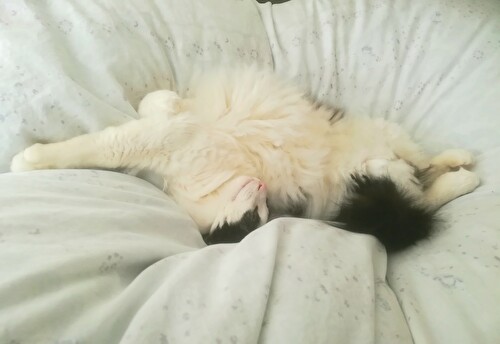 f:id:fukufukudo:20210202153500j:plain