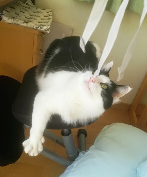 f:id:fukufukudo:20210202153641j:plain