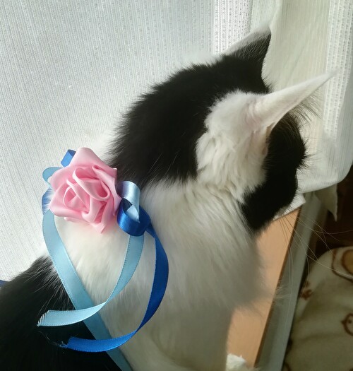 f:id:fukufukudo:20210209134651j:plain