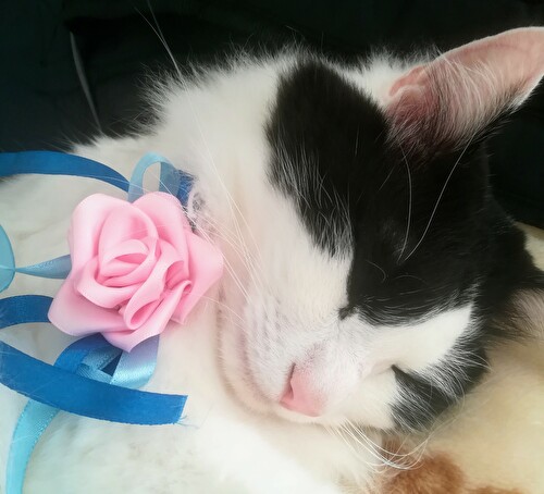 f:id:fukufukudo:20210209135037j:plain
