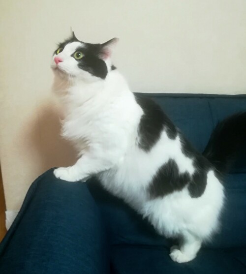 f:id:fukufukudo:20210212142839j:plain