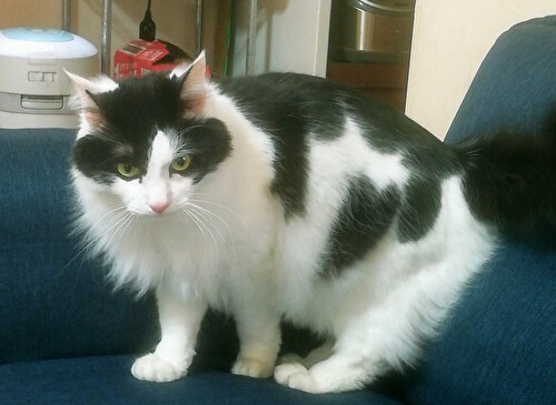 f:id:fukufukudo:20210212142918j:plain