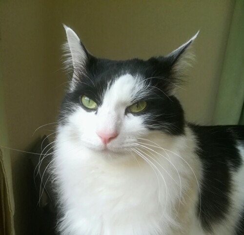 f:id:fukufukudo:20210212142957j:plain