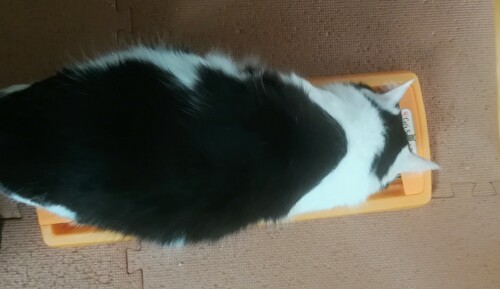 f:id:fukufukudo:20210212143938j:plain