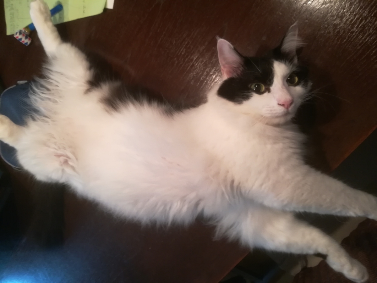 f:id:fukufukudo:20210216154352j:plain