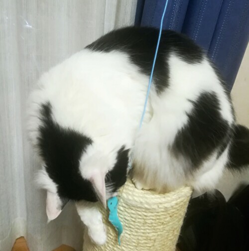 f:id:fukufukudo:20210217133554j:plain