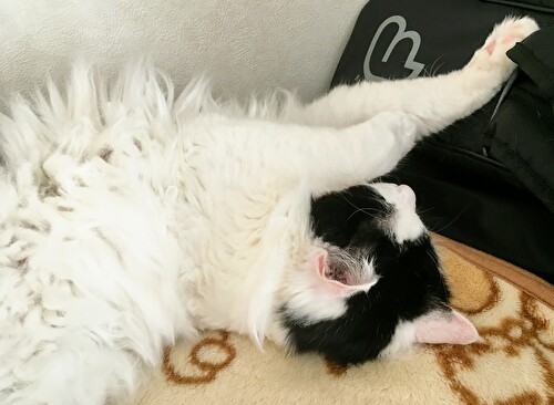 f:id:fukufukudo:20210219153157j:plain