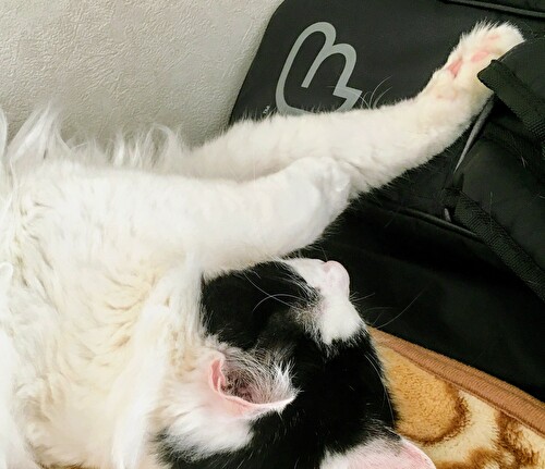 f:id:fukufukudo:20210219153210j:plain