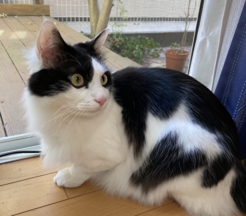 f:id:fukufukudo:20210219153542j:plain