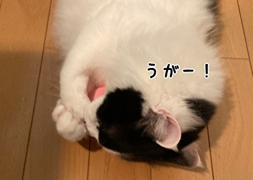 f:id:fukufukudo:20210221151654j:plain