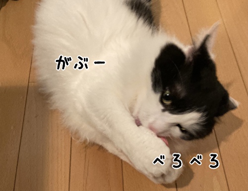 f:id:fukufukudo:20210221151713j:plain