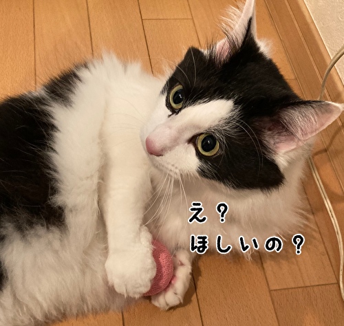 f:id:fukufukudo:20210221151733j:plain