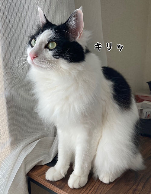 f:id:fukufukudo:20210222130229j:plain