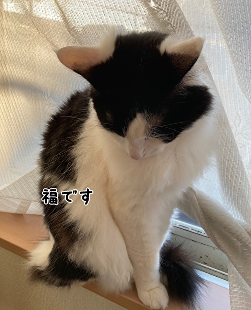 f:id:fukufukudo:20210223154045j:plain