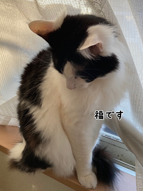 f:id:fukufukudo:20210223154135j:plain