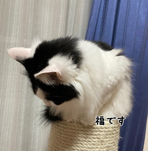 f:id:fukufukudo:20210223154202j:plain