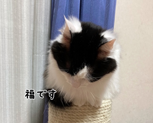 f:id:fukufukudo:20210223154227j:plain