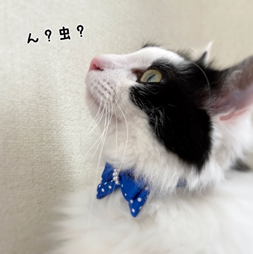 f:id:fukufukudo:20210224134412j:plain