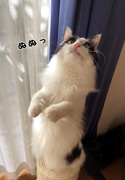 f:id:fukufukudo:20210224134447j:plain