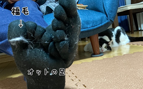 f:id:fukufukudo:20210225163736j:plain