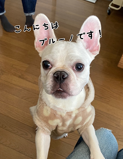 f:id:fukufukudo:20210301172623j:plain