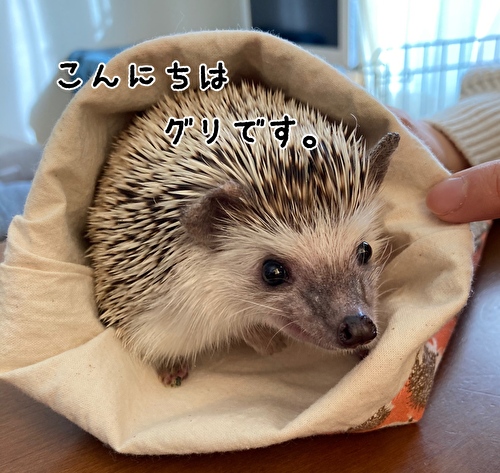 f:id:fukufukudo:20210301172705j:plain