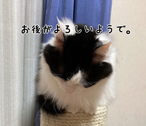 f:id:fukufukudo:20210302131440j:plain