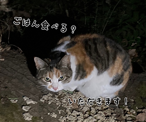 f:id:fukufukudo:20210303155511j:plain