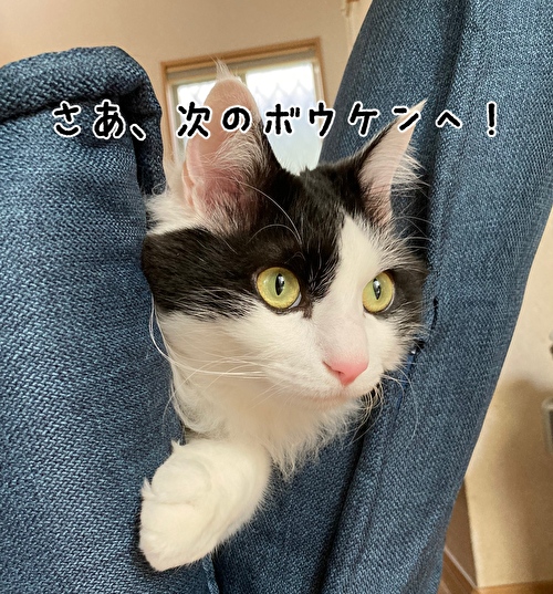 f:id:fukufukudo:20210303160031j:plain