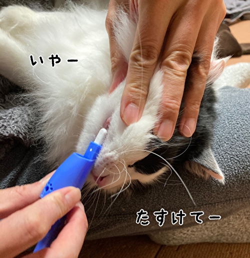 f:id:fukufukudo:20210304141224j:plain