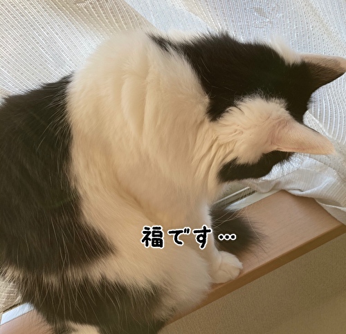 f:id:fukufukudo:20210306153929j:plain