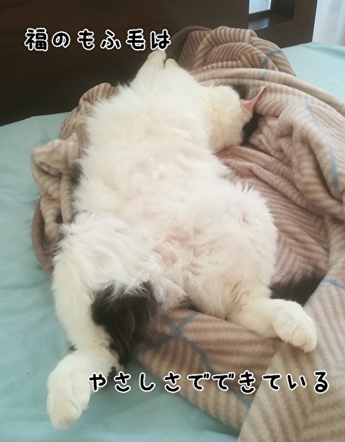 f:id:fukufukudo:20210308101609j:plain