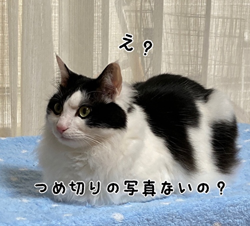 f:id:fukufukudo:20210308215655j:plain