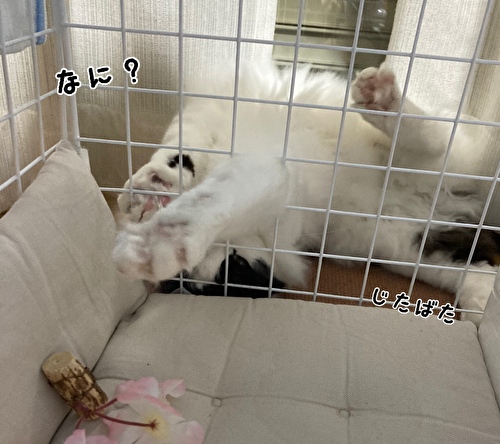 f:id:fukufukudo:20210310153331j:plain