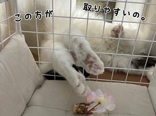 f:id:fukufukudo:20210310153345j:plain