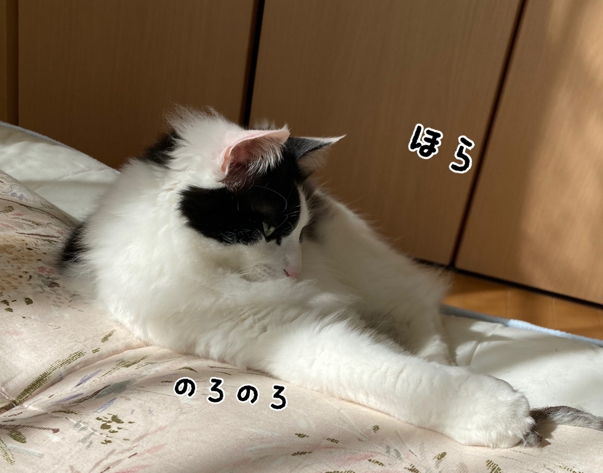 f:id:fukufukudo:20210312134254j:plain