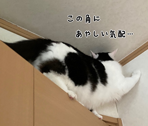 f:id:fukufukudo:20210316143818j:plain