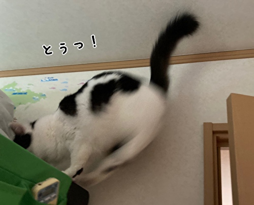 f:id:fukufukudo:20210316144026j:plain